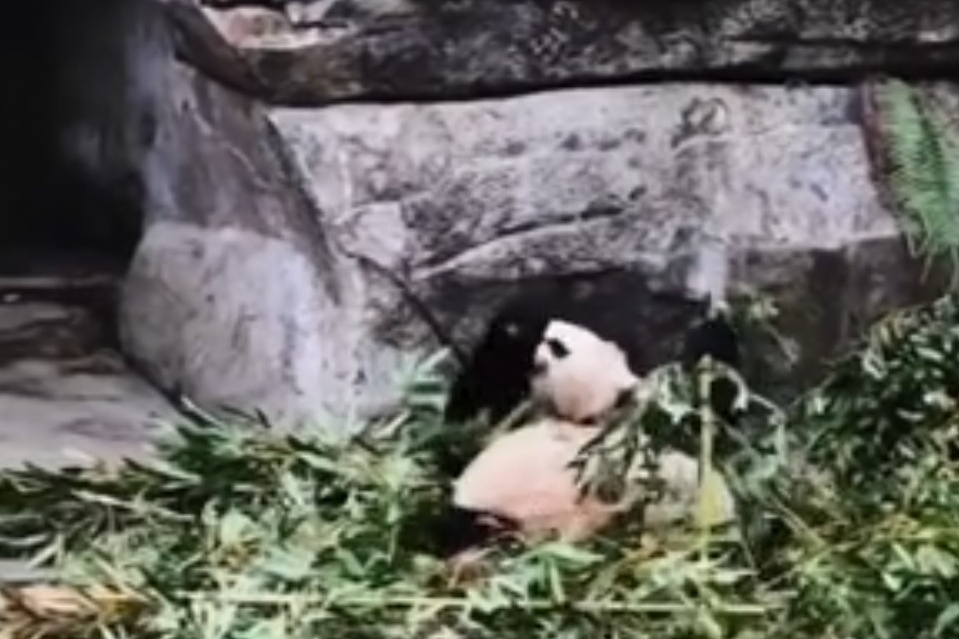 Gau truc khong lo o Trung Khanh tung nhieu lan bi nem 'vat the la' hinh anh