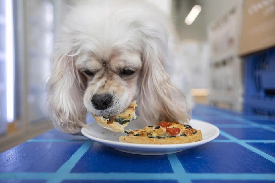 Trao luu cho an pizza, cua sot ot nhu nguoi o Singapore hinh anh