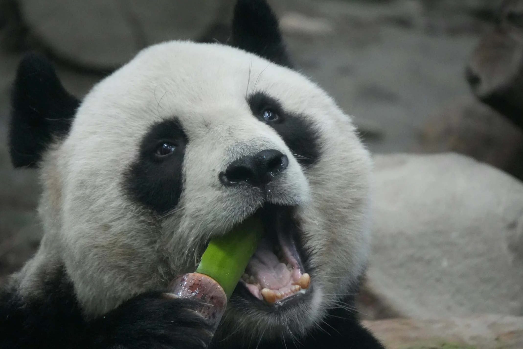 Gau truc noi tieng Trung Quoc bi du khach tan cong hinh anh
