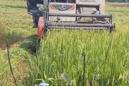 Quan ca phe giua canh dong, may gat tien sat ban o Hue hinh anh