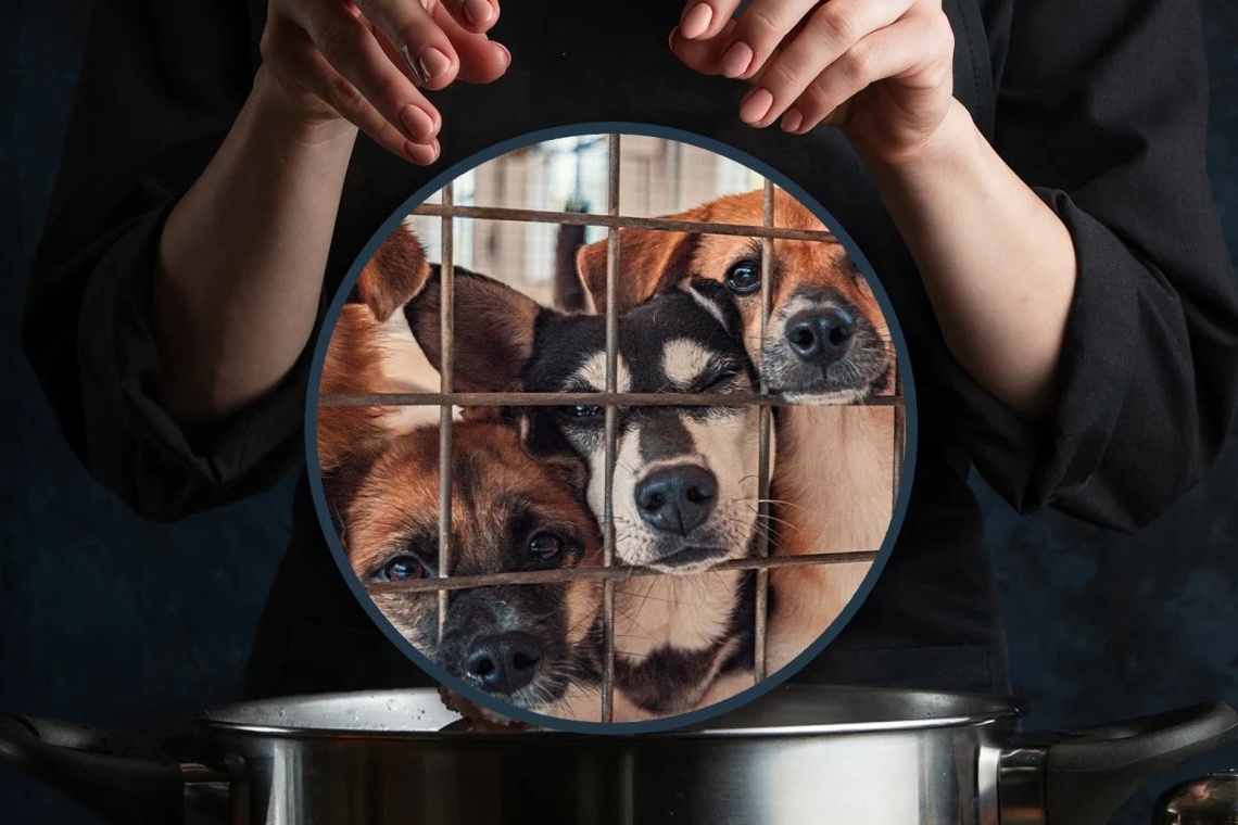 Nhan nuoi cho hoang roi giet thit o Trung Quoc hinh anh