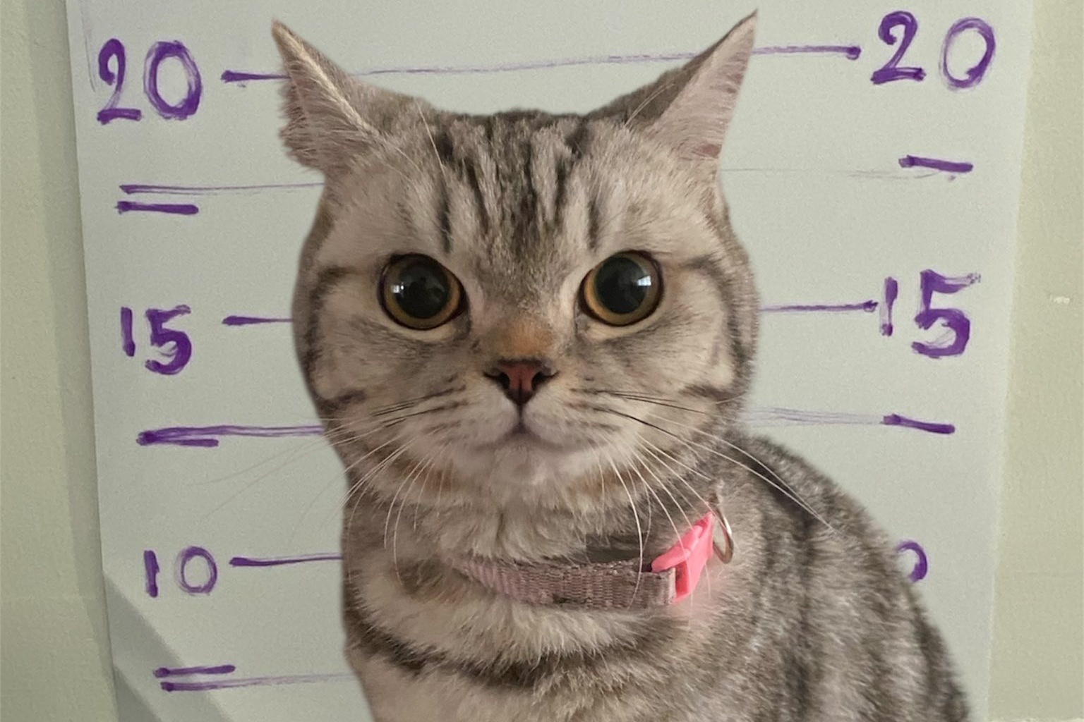 Meo 'bi bat' o Thai Lan vi cao can canh sat hinh anh