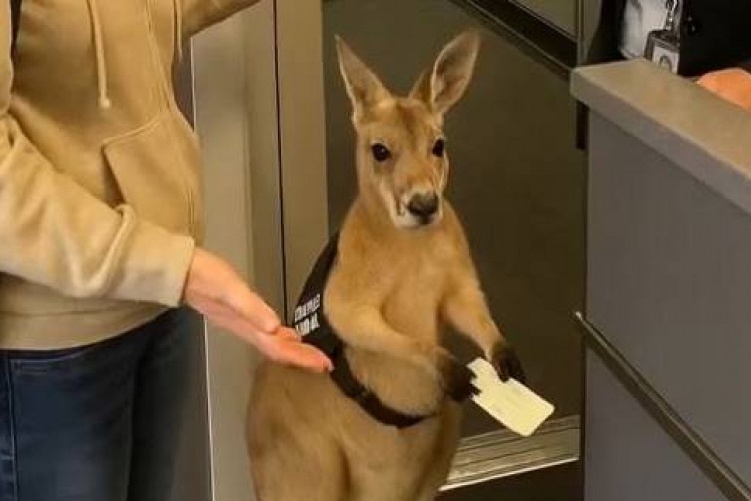 Canh kangaroo xep hang len may bay gay tranh cai hinh anh