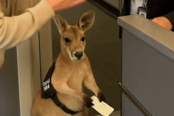 Thực hư video Kangaroo xếp hàng lên máy bay 'gây sốt' toàn cầu
