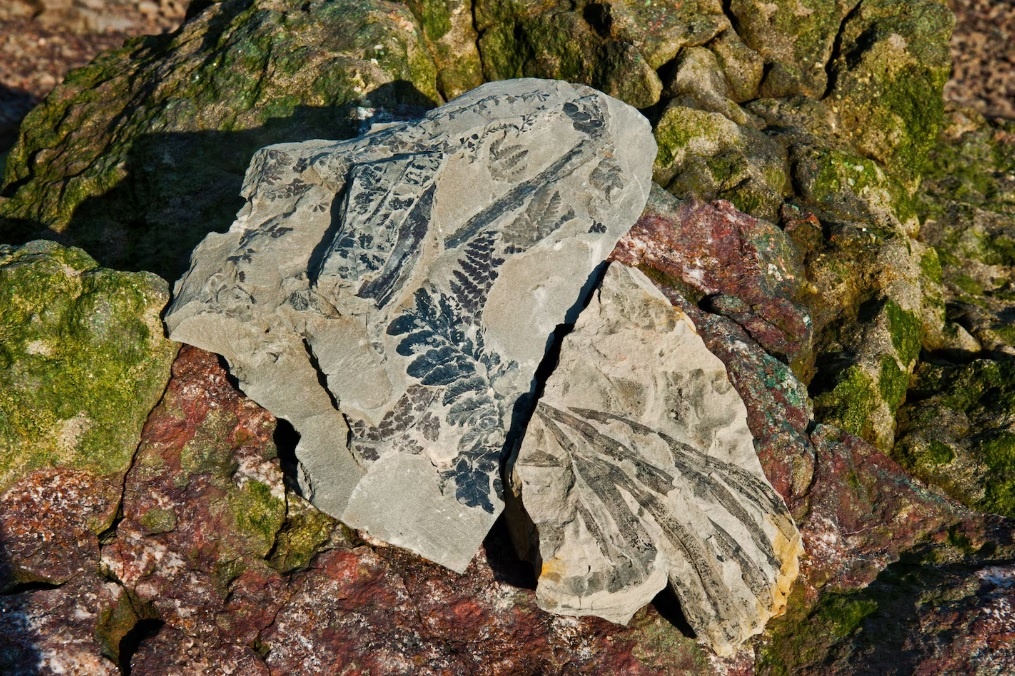 Bai bien day dau tich khung long, ret tien su tai Canada hinh anh