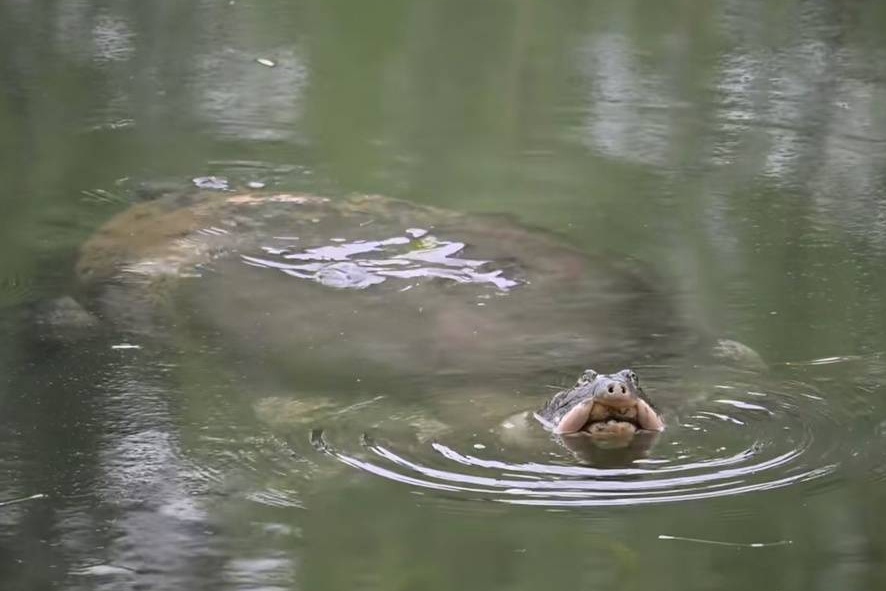 Viet Nam co the la noi tru an cuoi cua loai rua quy nhat Trung Quoc hinh anh