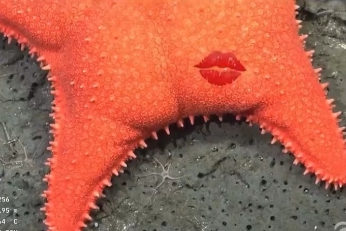 Sao bien 'mong to' gay sot mang hinh anh