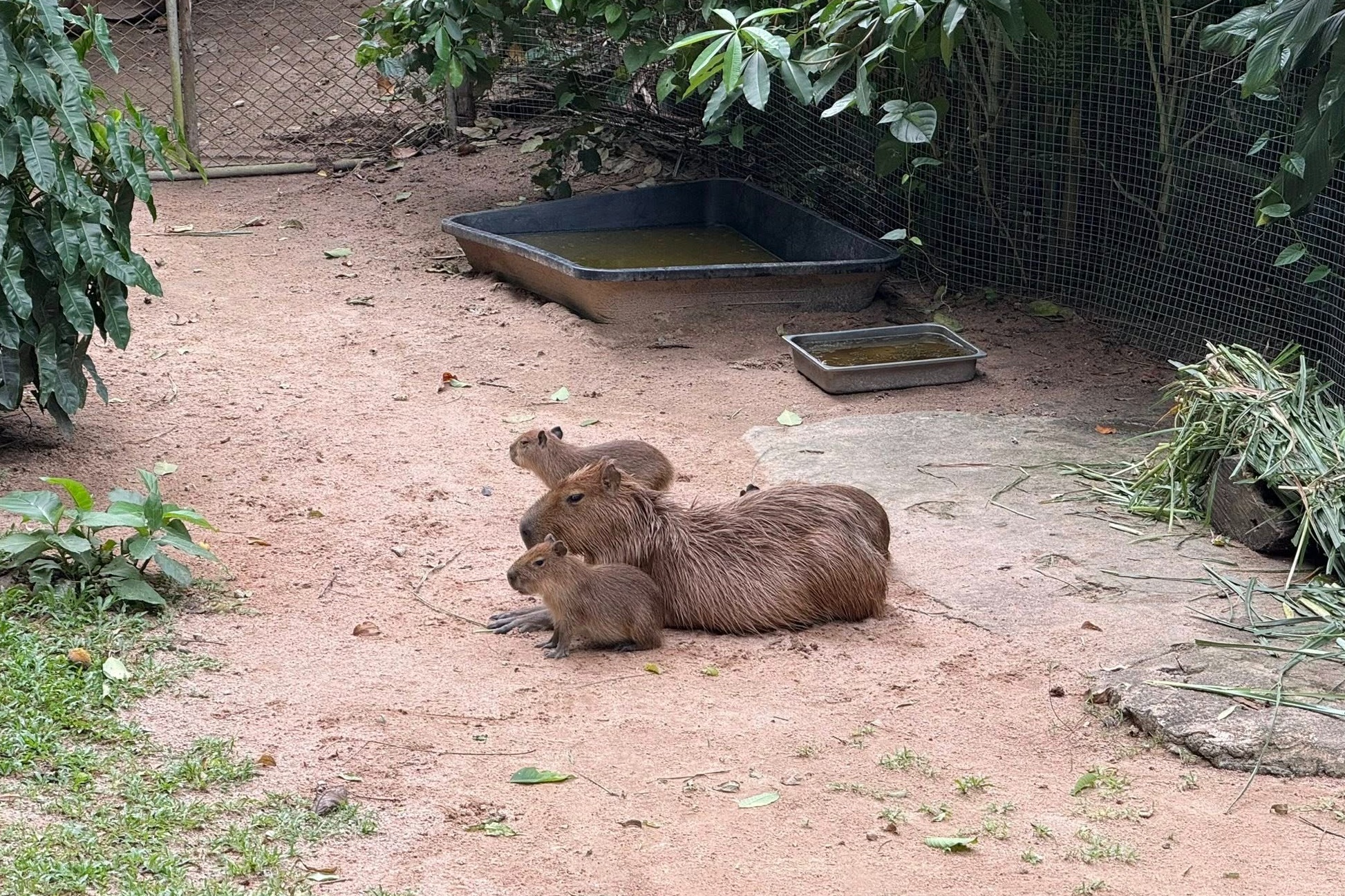 capybara anh 4