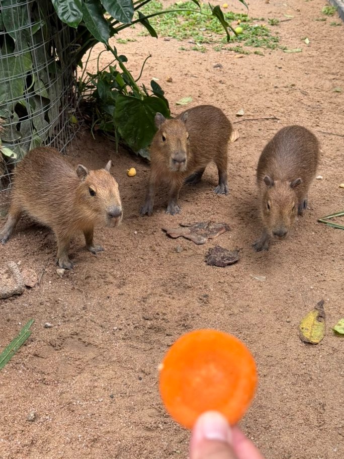capybara anh 3