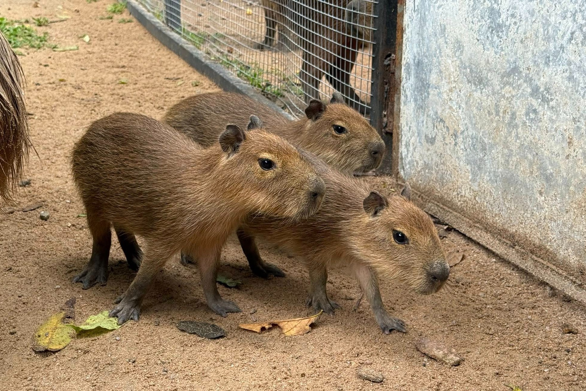 Xuat hien 3 con capybara gay 'bao' mang xa hoi tai Thai Lan hinh anh