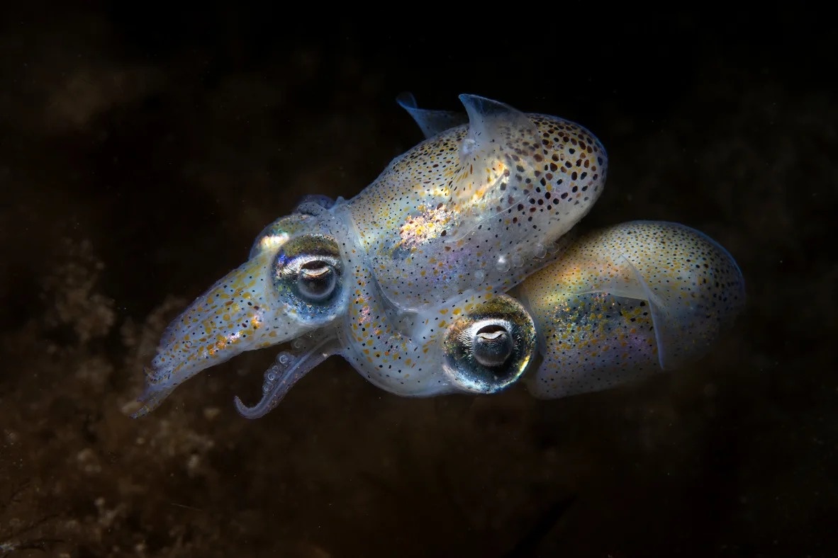 Đại dương ảnh 3 Dai duong anh 3