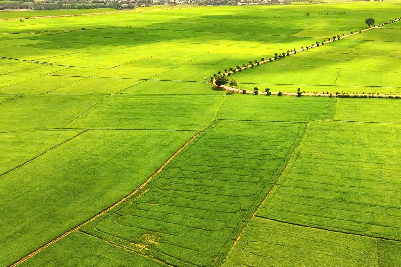 Do xo check-in canh dong lua o TP.HCM hinh anh