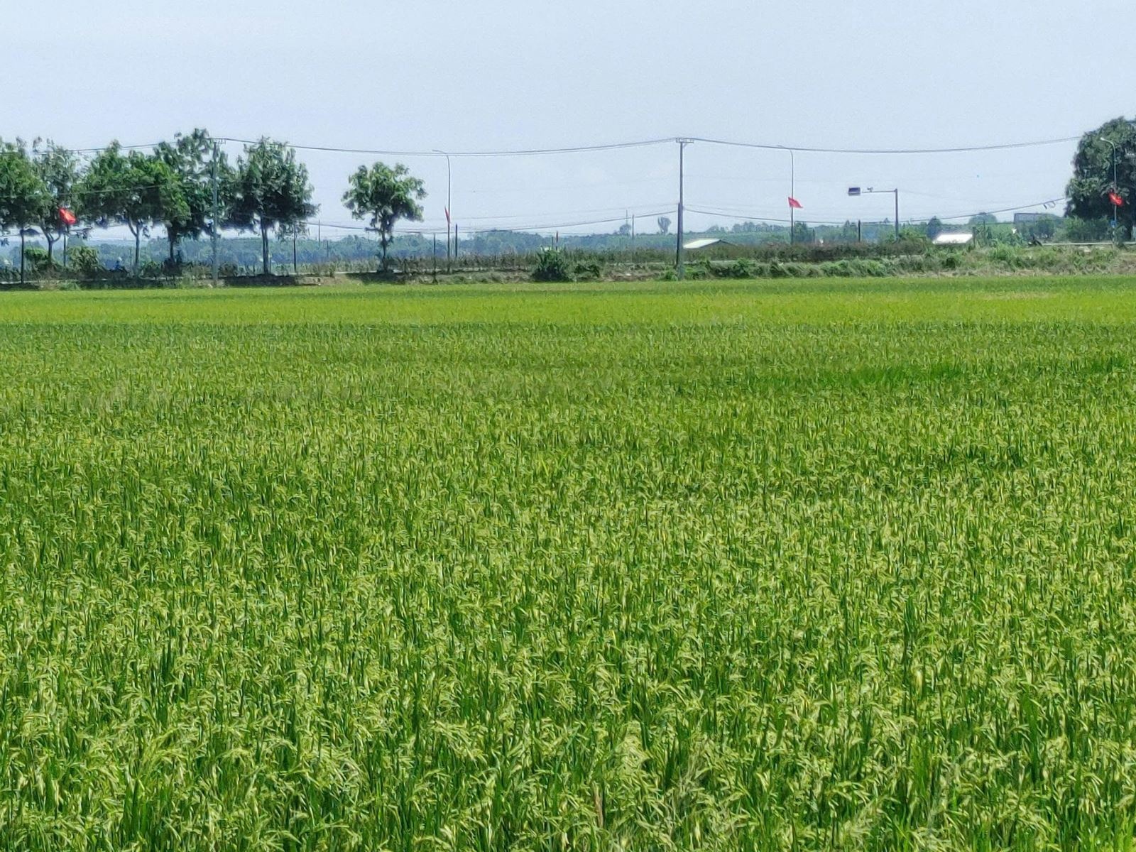 An Nhut anh 6