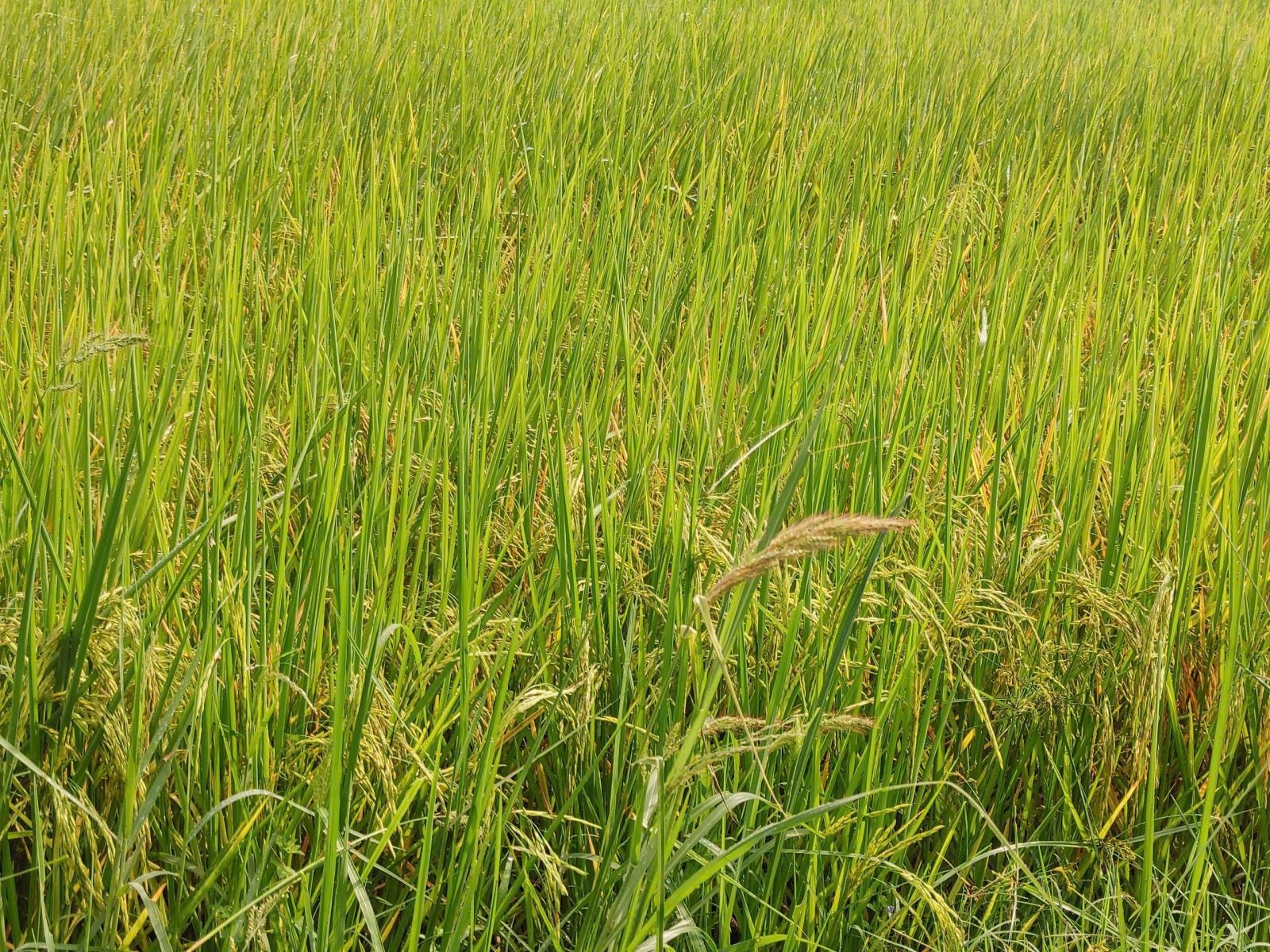 An Nhut anh 7