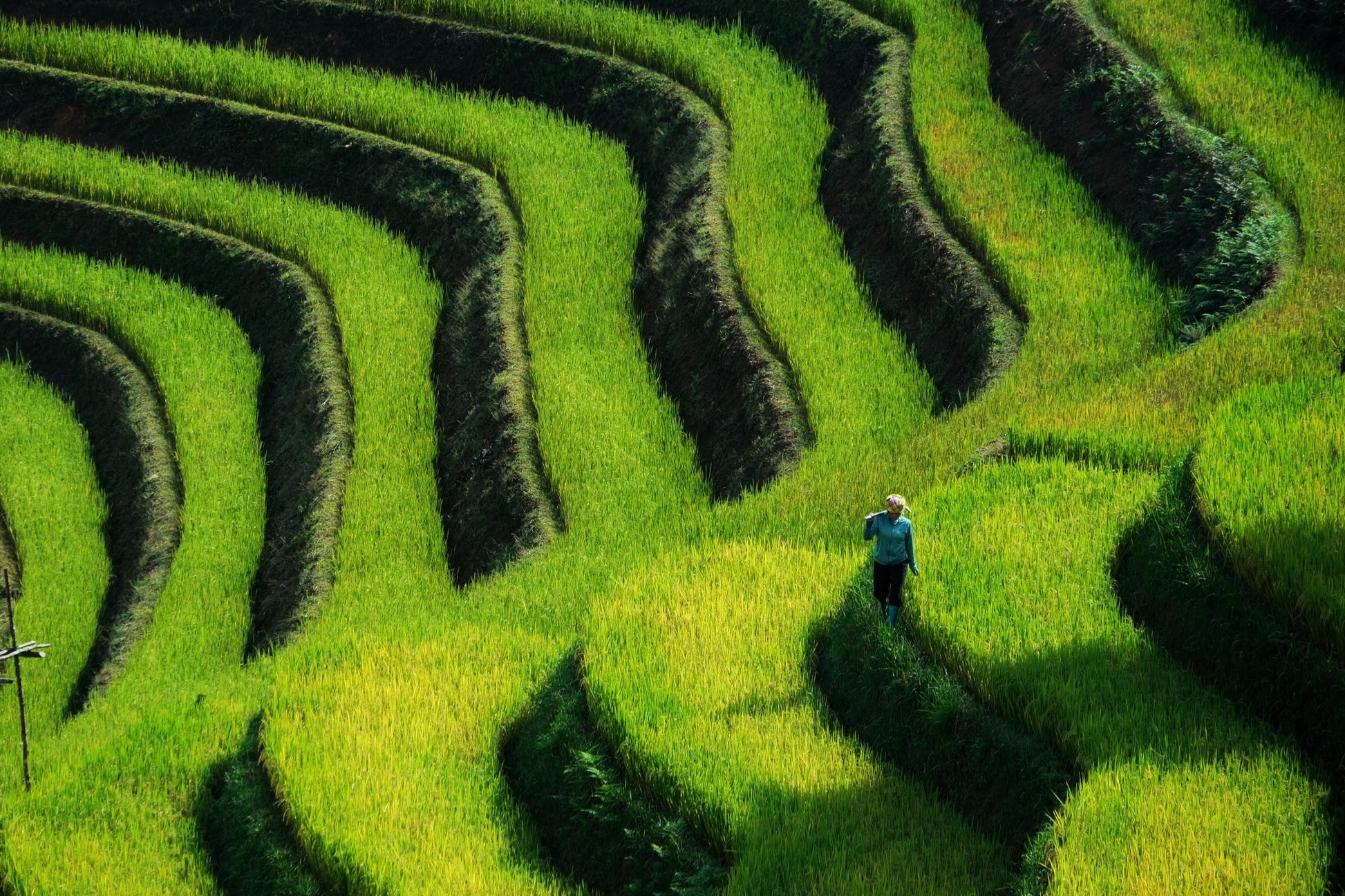 Mu Cang Chai anh 7