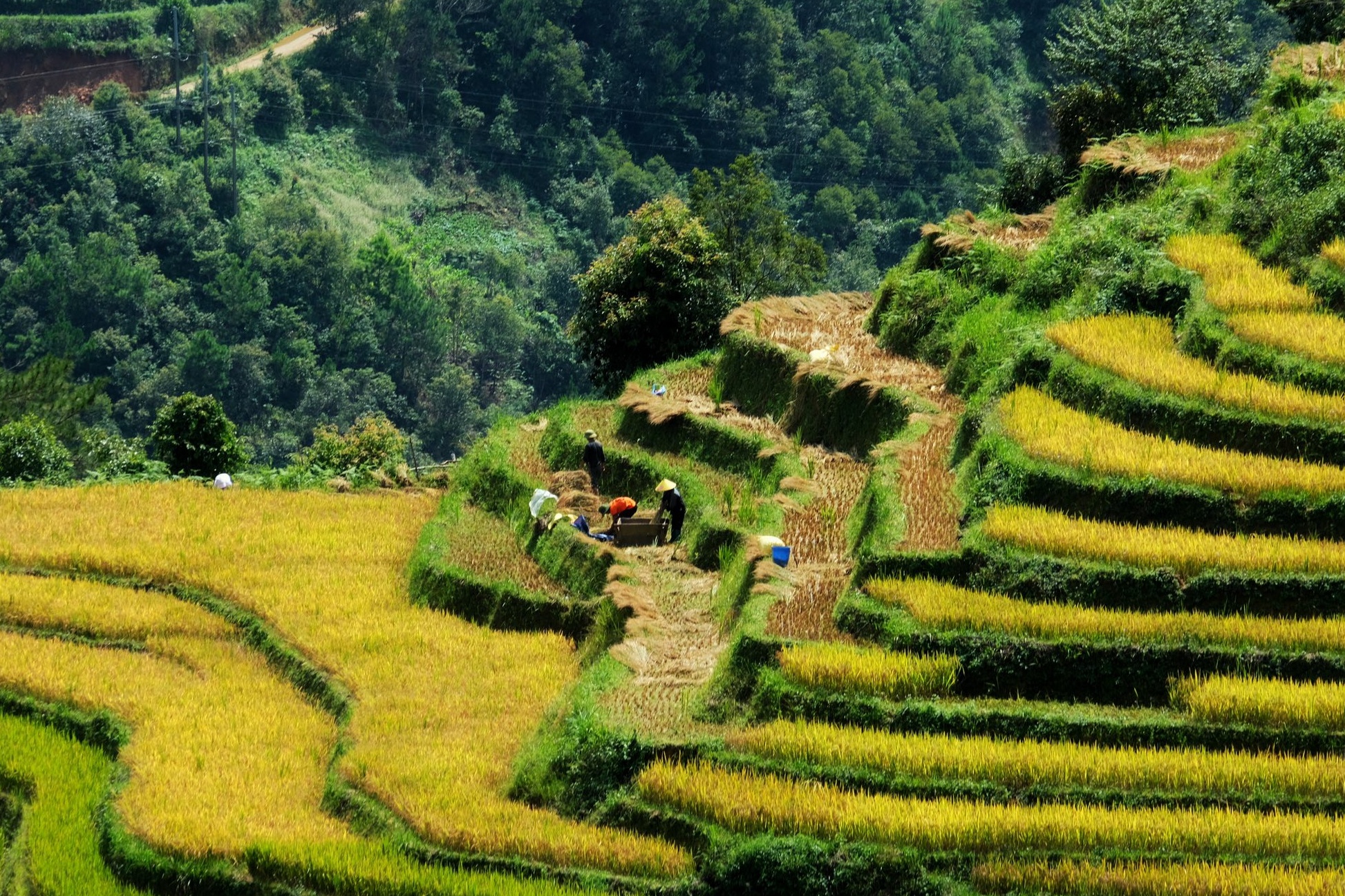 Mu Cang Chai anh 5