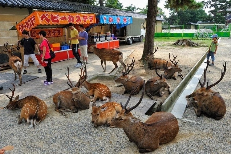 'Huou than' Nhat Ban lien tuc danh khach hinh anh