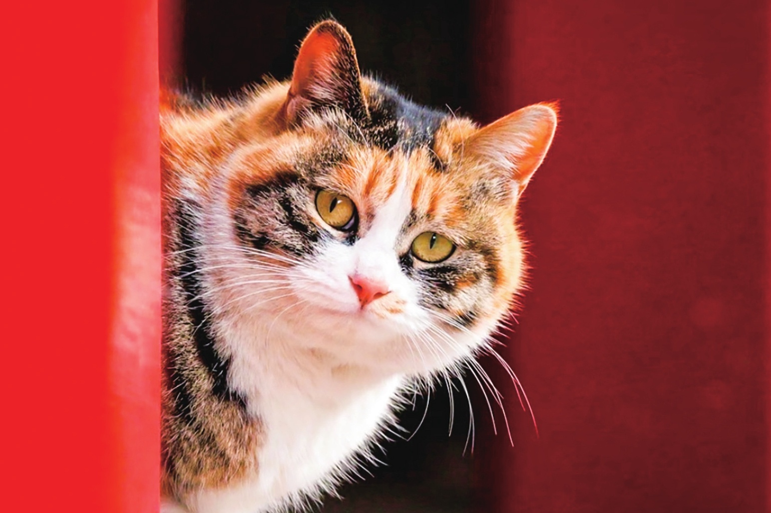 Nhung con meo goc gac hoang gia o Tu Cam Thanh hinh anh