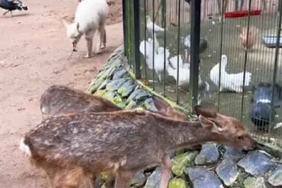 Huou con gay go, liem reu vi doi o Trung Quoc hinh anh