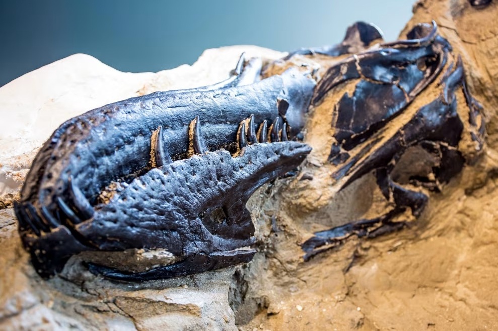 Phat hien lam dao lon nhieu nghien cuu ve khung long bao chua hinh anh