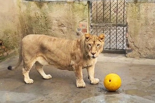 Su tu chan ngan thanh 'ngoi sao' o so thu Trung Quoc hinh anh