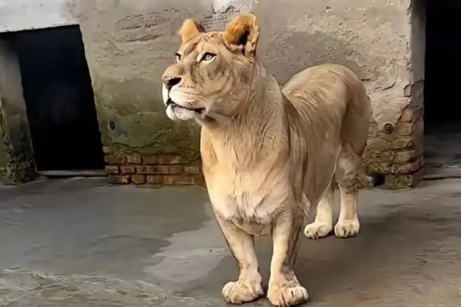 Su Tu o Trung Quoc 'gay sot' voi ngoai hinh chan ngan de thuong hinh anh