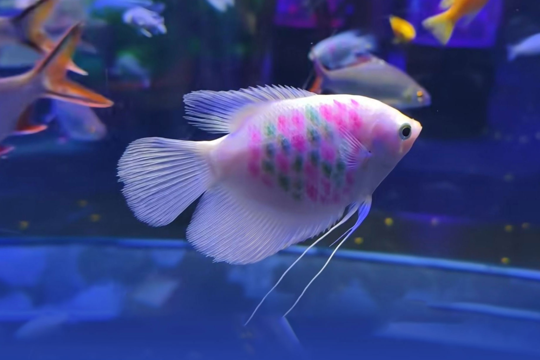 Canh buc tu dong vat tai nhung thuy cung Trung Quoc hinh anh