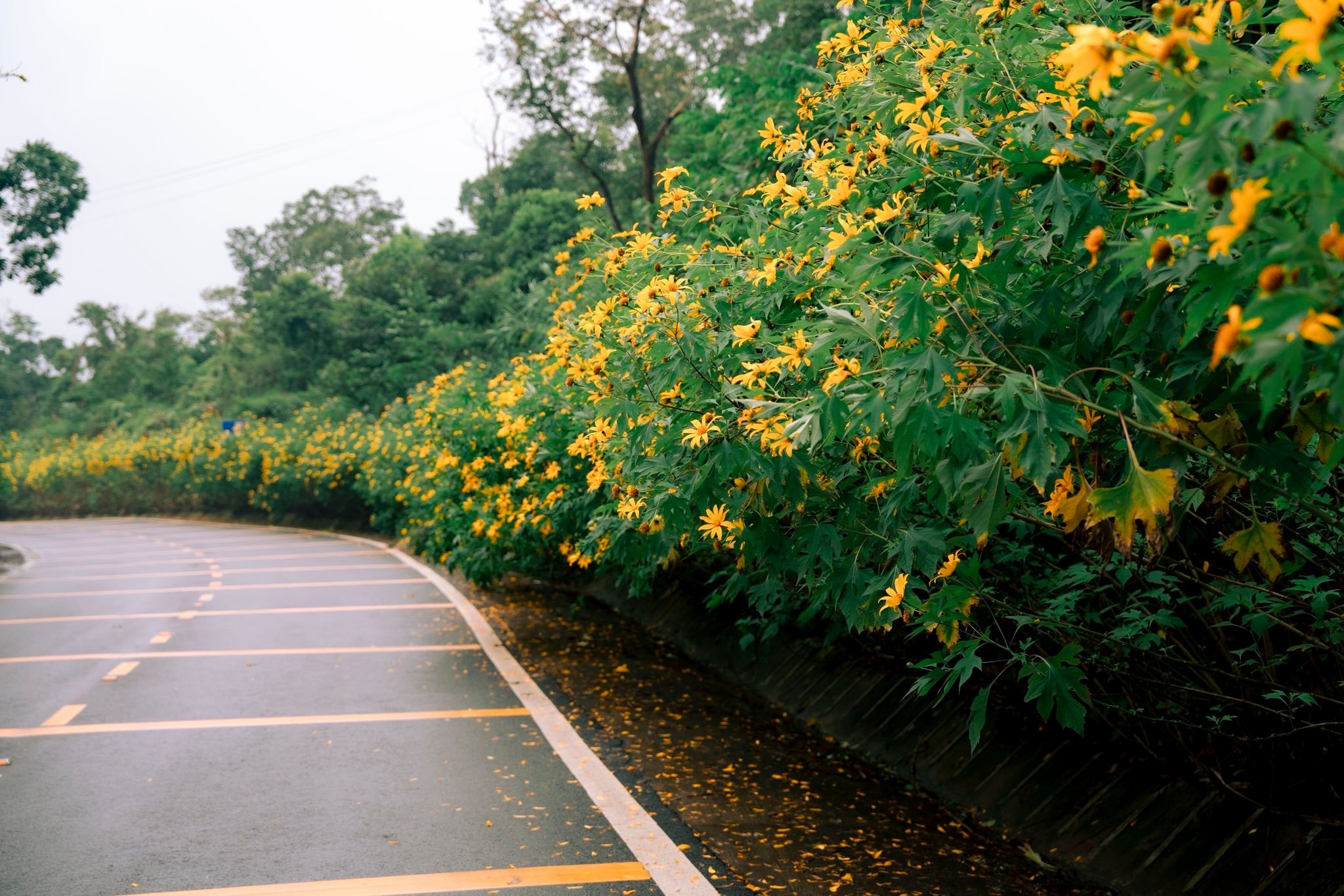 Photo Ba Vi 6 Ba Vi anh 6