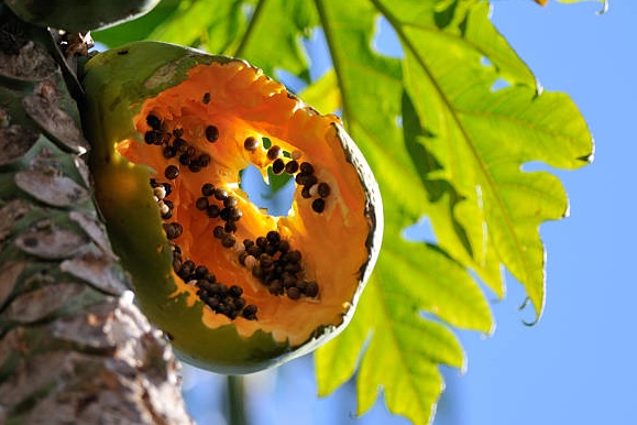 Cach phan biet trai cay tung bi dong vat can phong virus Nipah hinh anh