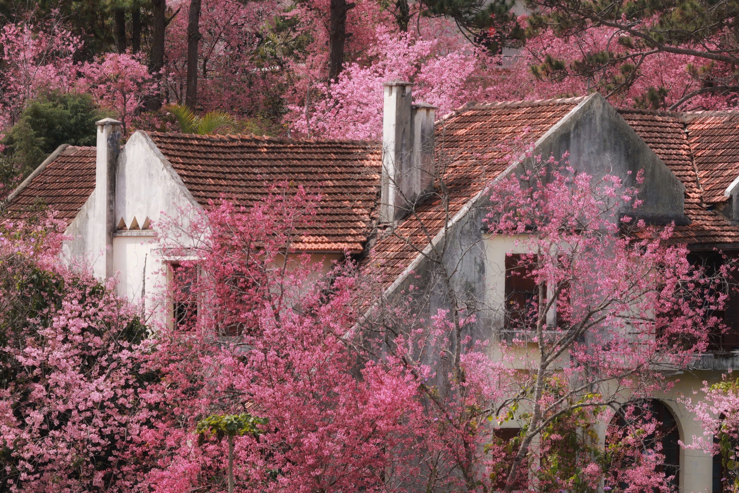 Mai anh dao Da Lat vao mua dep nhat nam hinh anh