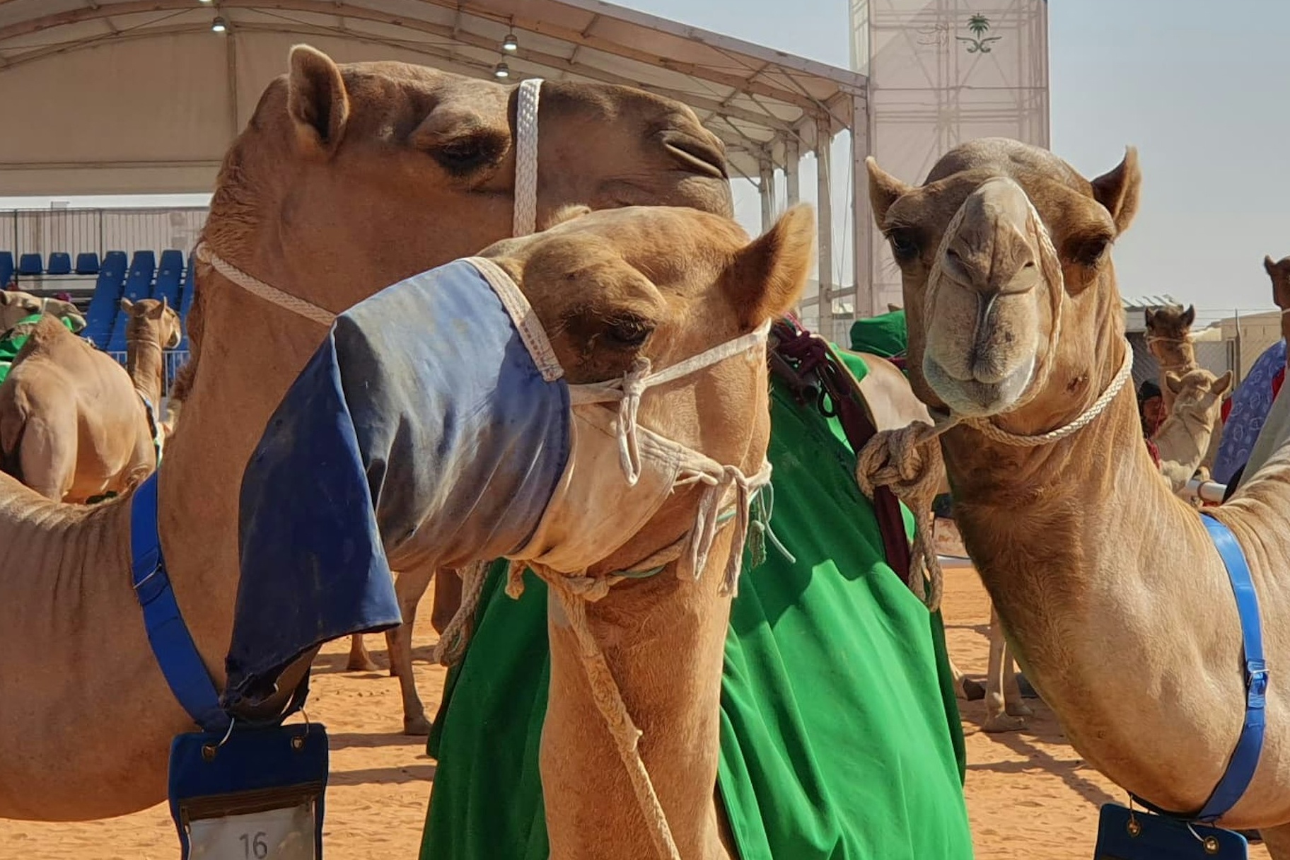 Cuoc thi 'hoa hau lac da' o Oman dinh be boi phau thuat tham my hinh anh