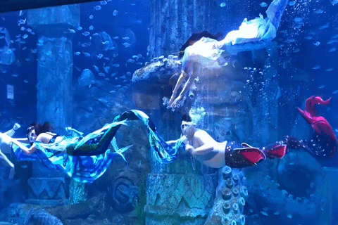 Chang trai noi tieng vi lam 'tien ca beo' trong thuy cung Nha Trang hinh anh