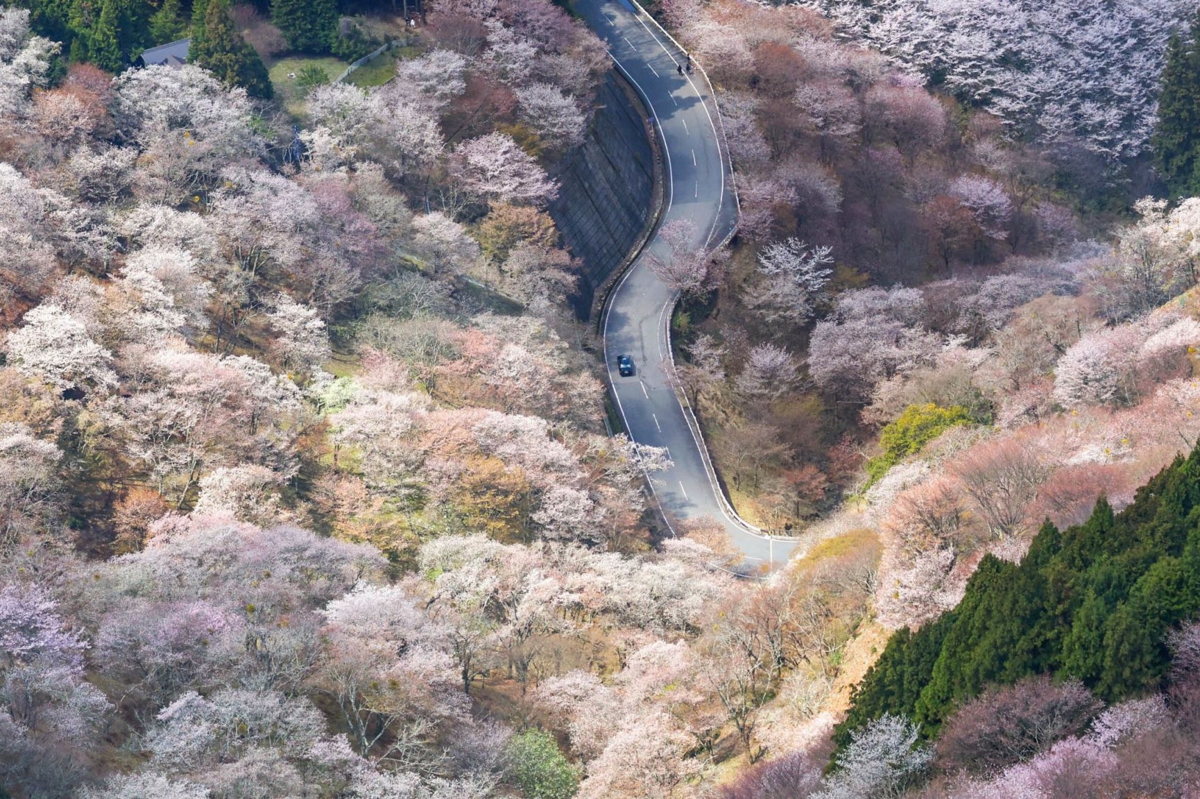 Canh mua hoa anh dao ngoan muc tai Nhat Ban hinh anh