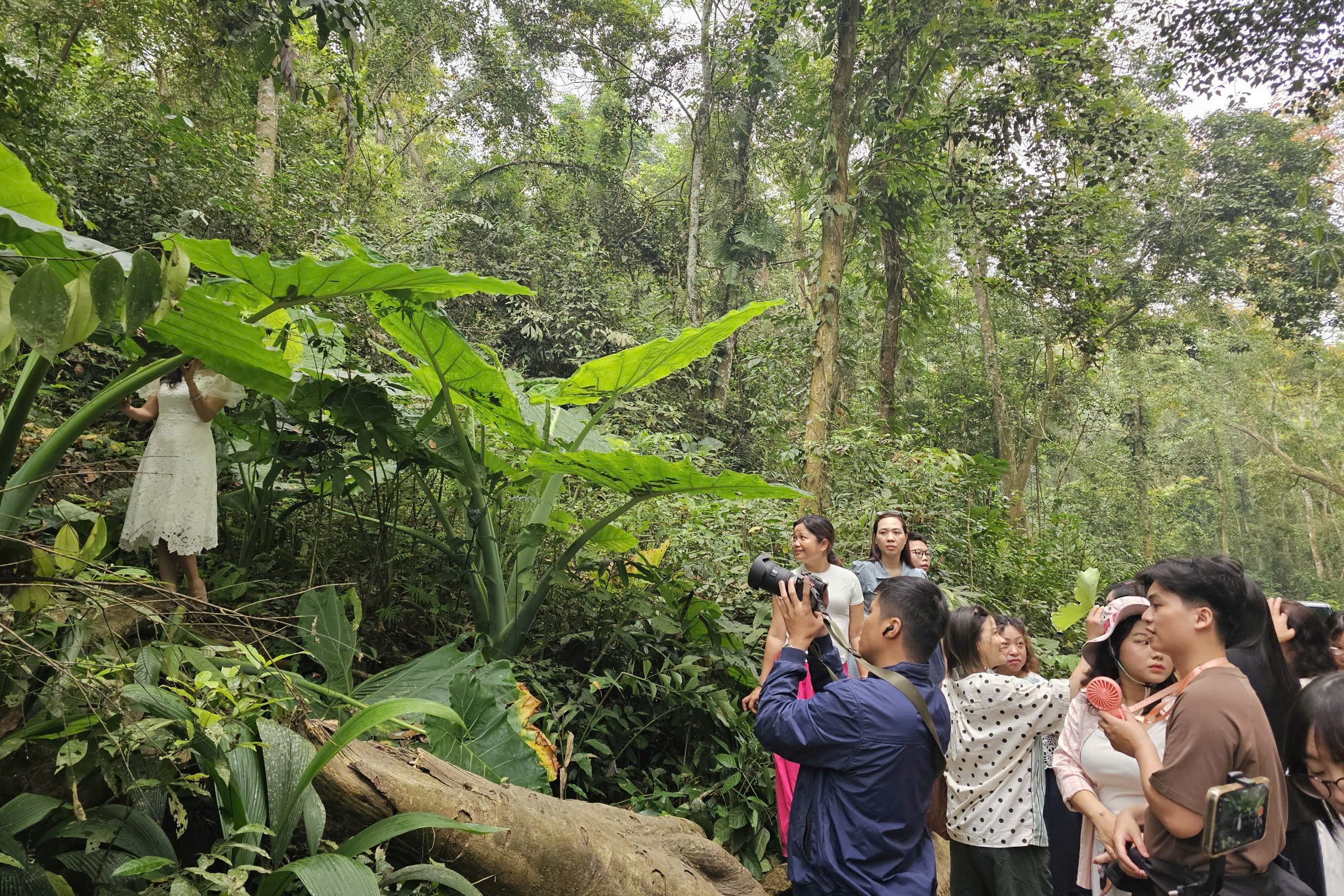 bụi ráy ảnh 4 bui ray anh 4