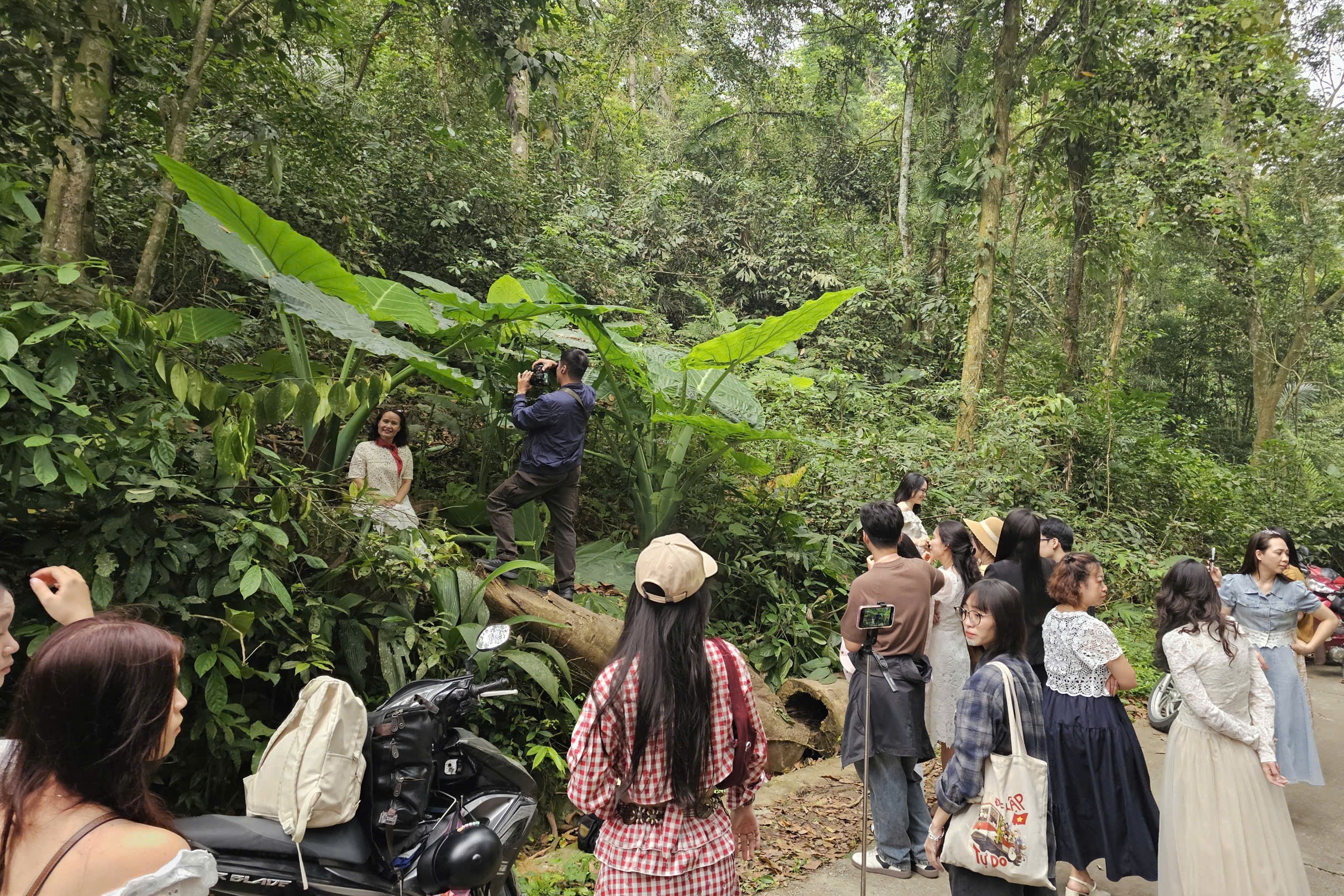 bụi ráy ảnh 1 bui ray anh 1