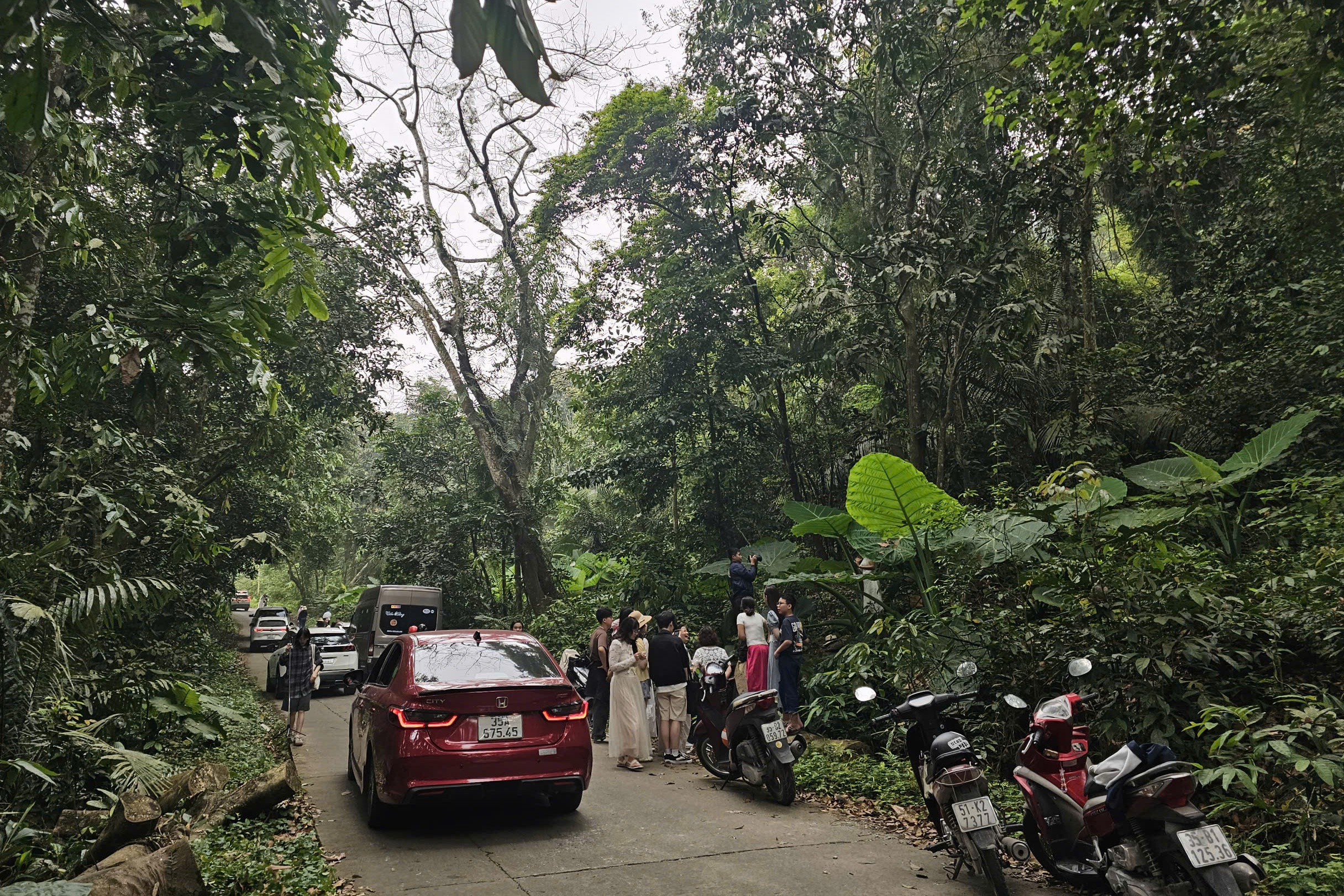 bụi ráy ảnh 2 bui ray anh 2