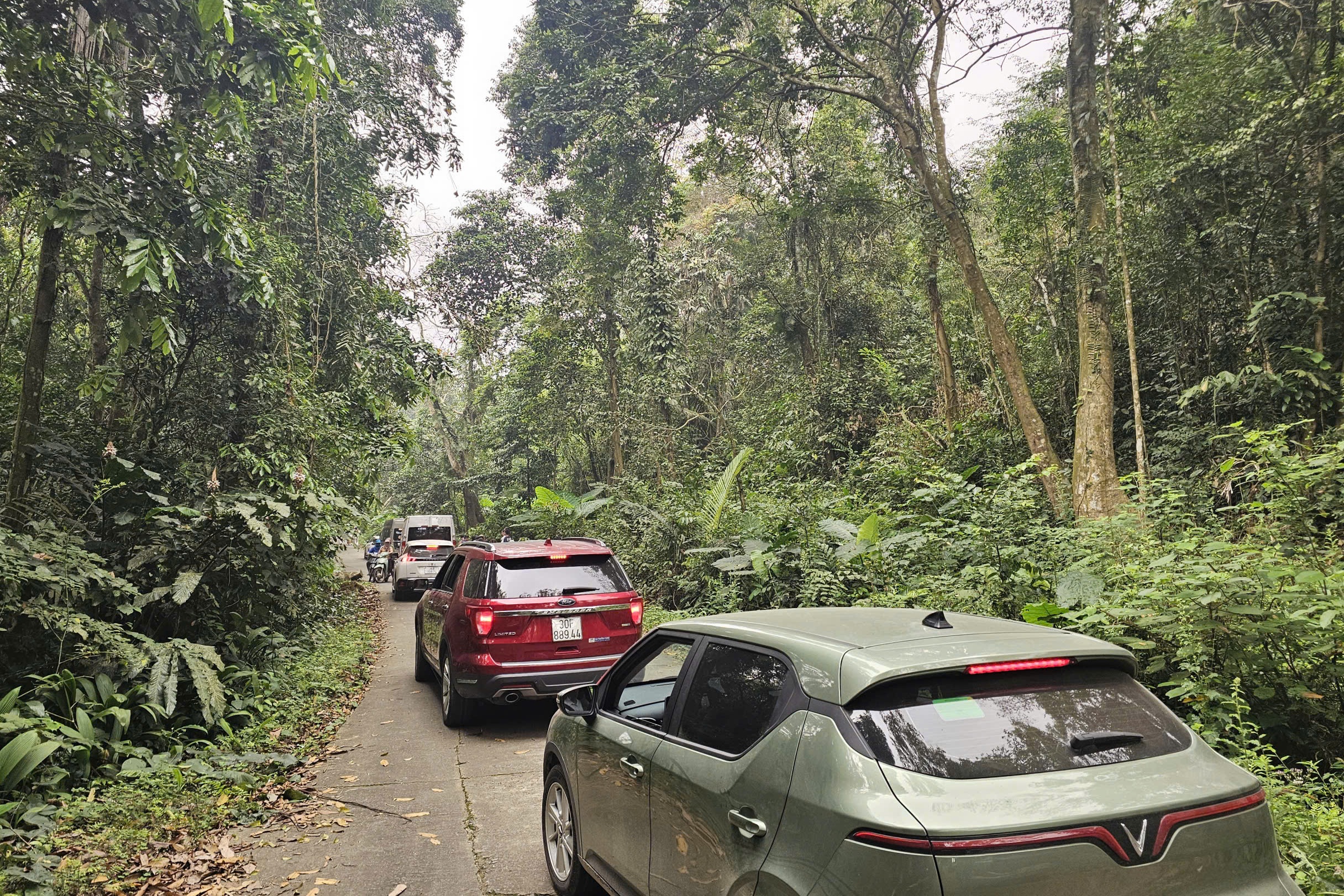 bụi ráy ảnh 3 bui ray anh 3