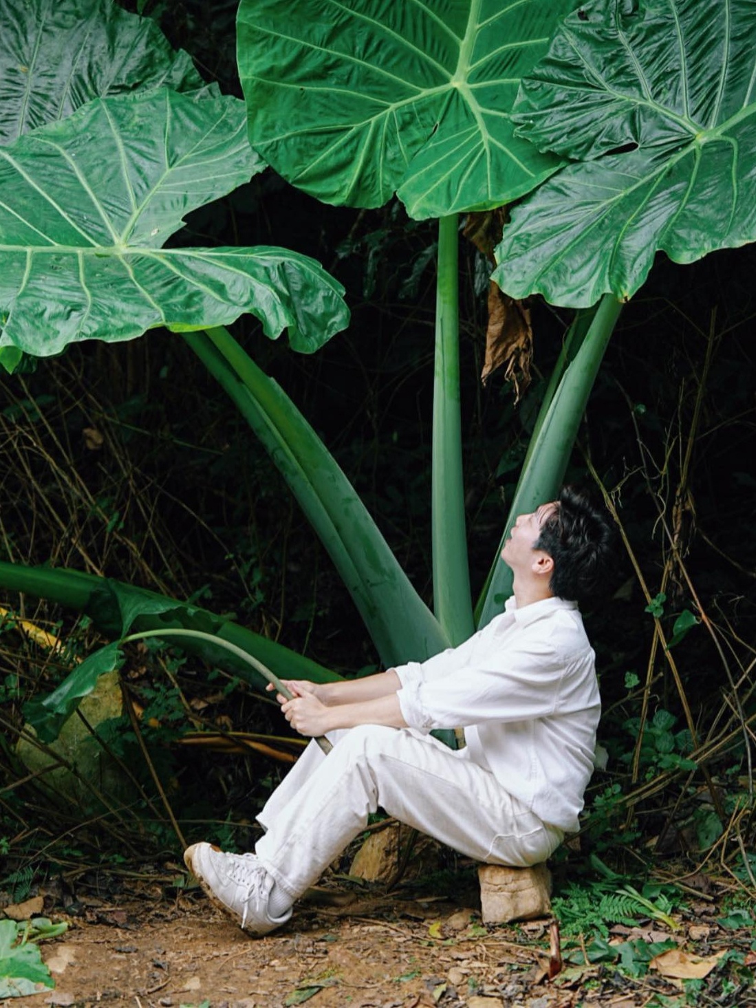 bụi ráy ảnh 5 bui ray anh 5