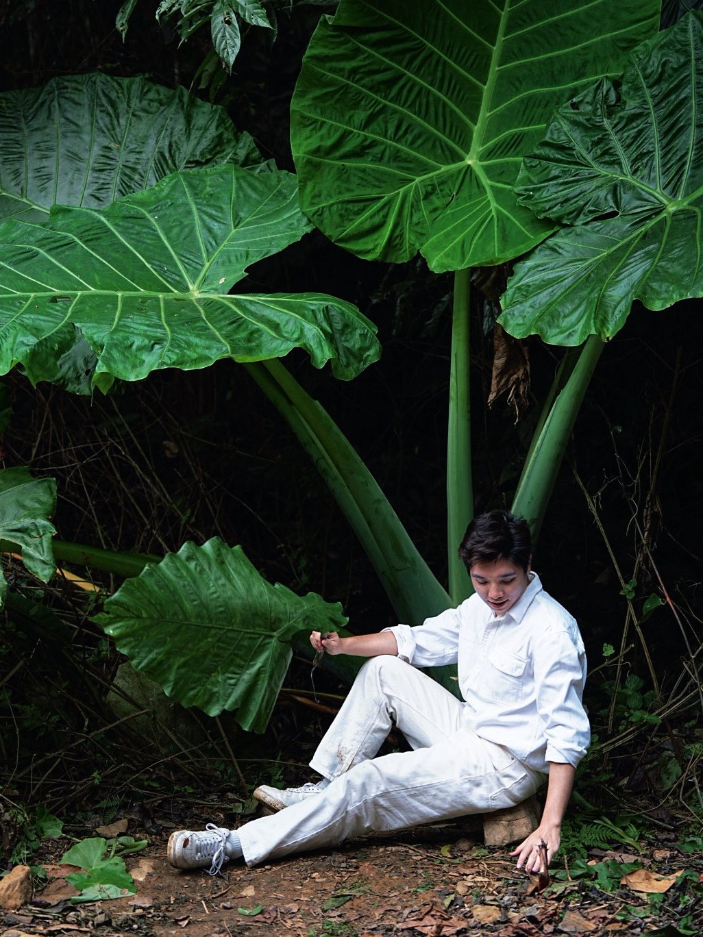 bụi ráy ảnh 6 bui ray anh 6