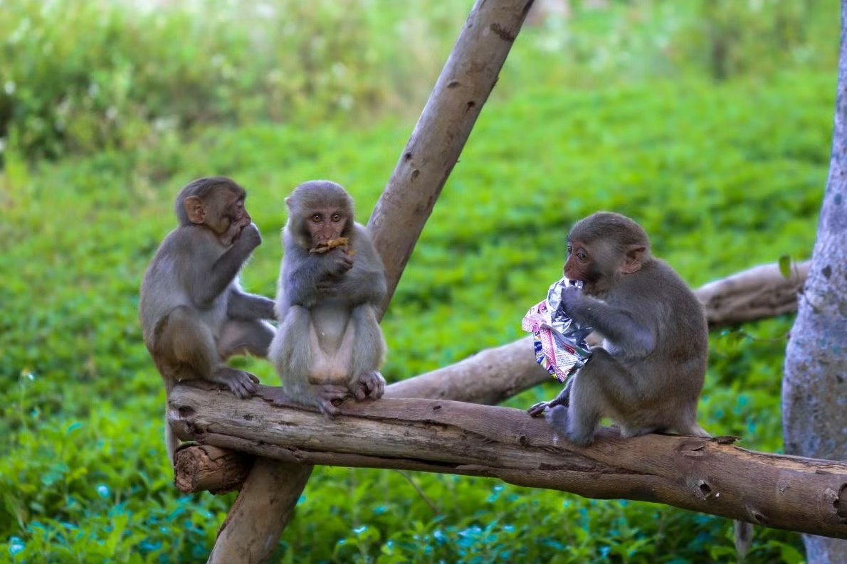 Du khach 'lam hu' dan khi o ban dao Son Tra hinh anh