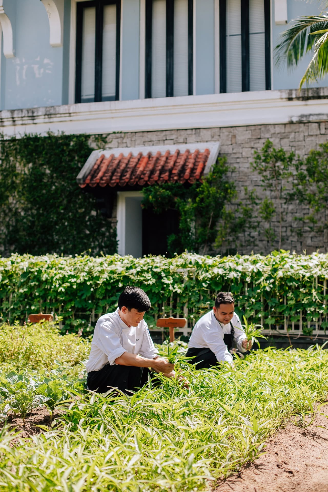 Phú Quốc ảnh 2 Phu Quoc anh 2