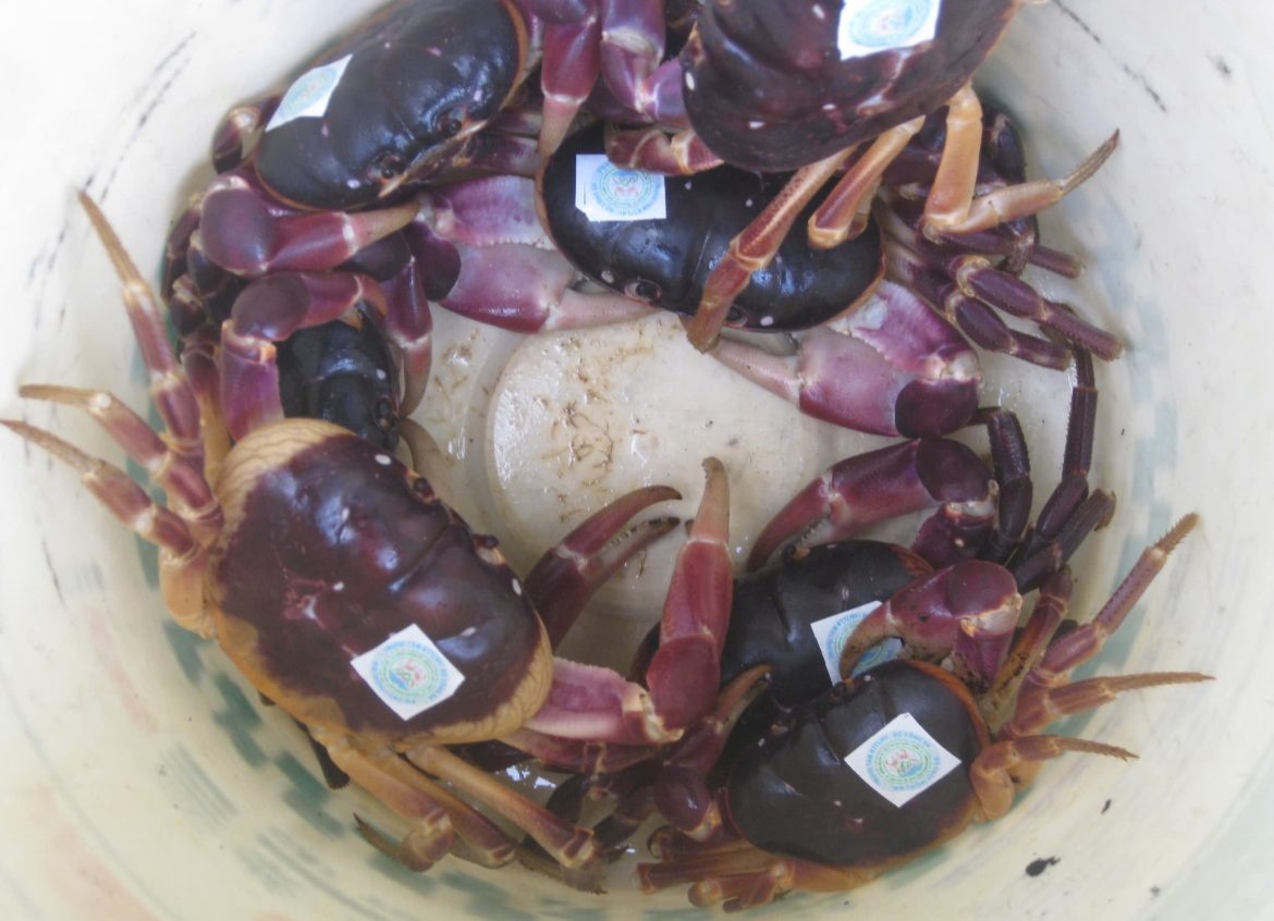 Cua đ&aacute; ảnh 1