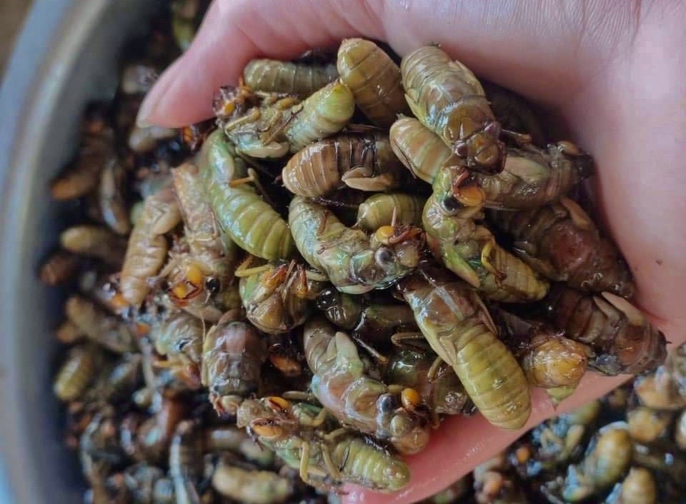 Nhong ve sau dau mua gia nua trieu dong/kg hinh anh