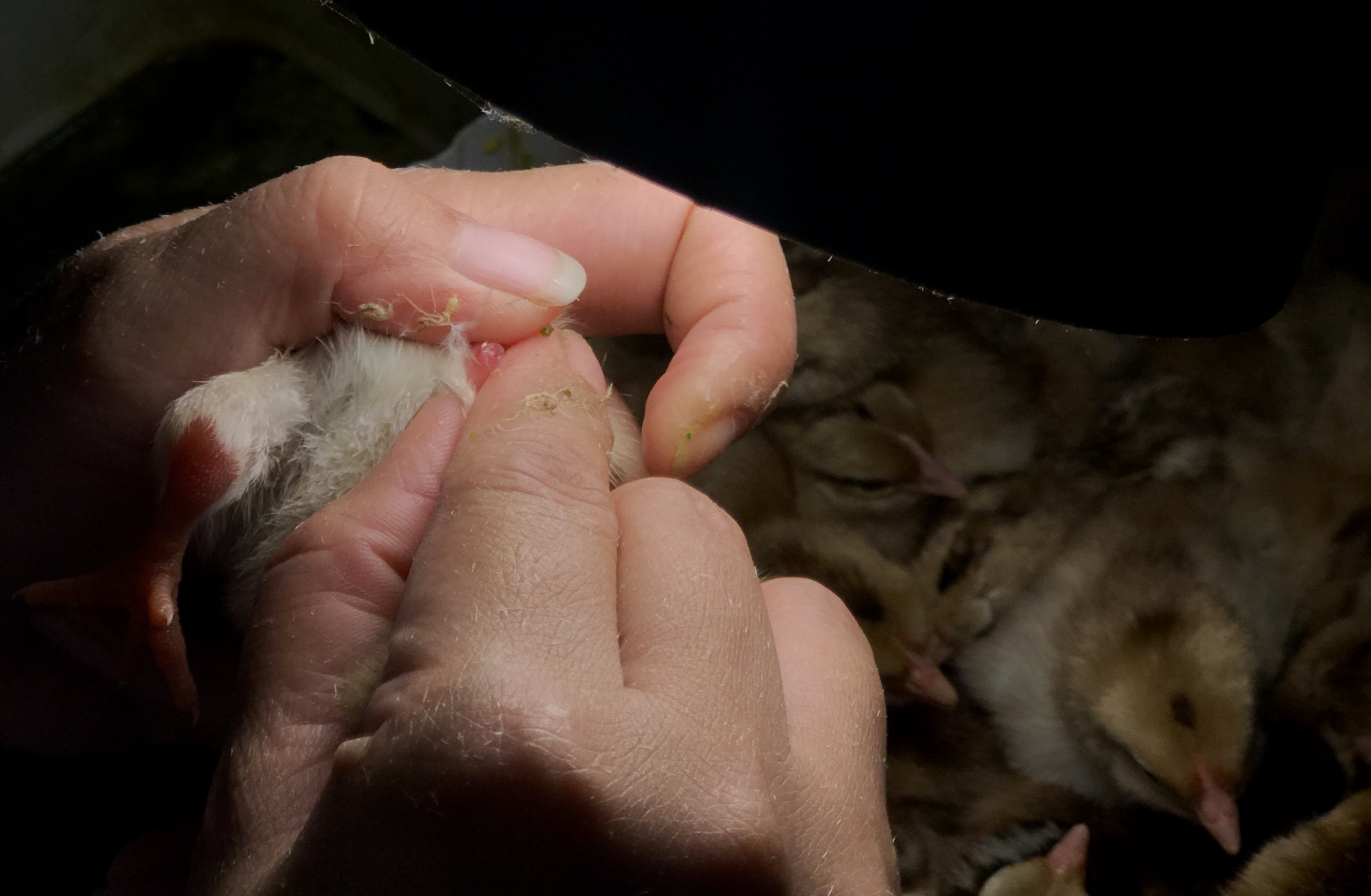 soi lo huyet ga anh 2