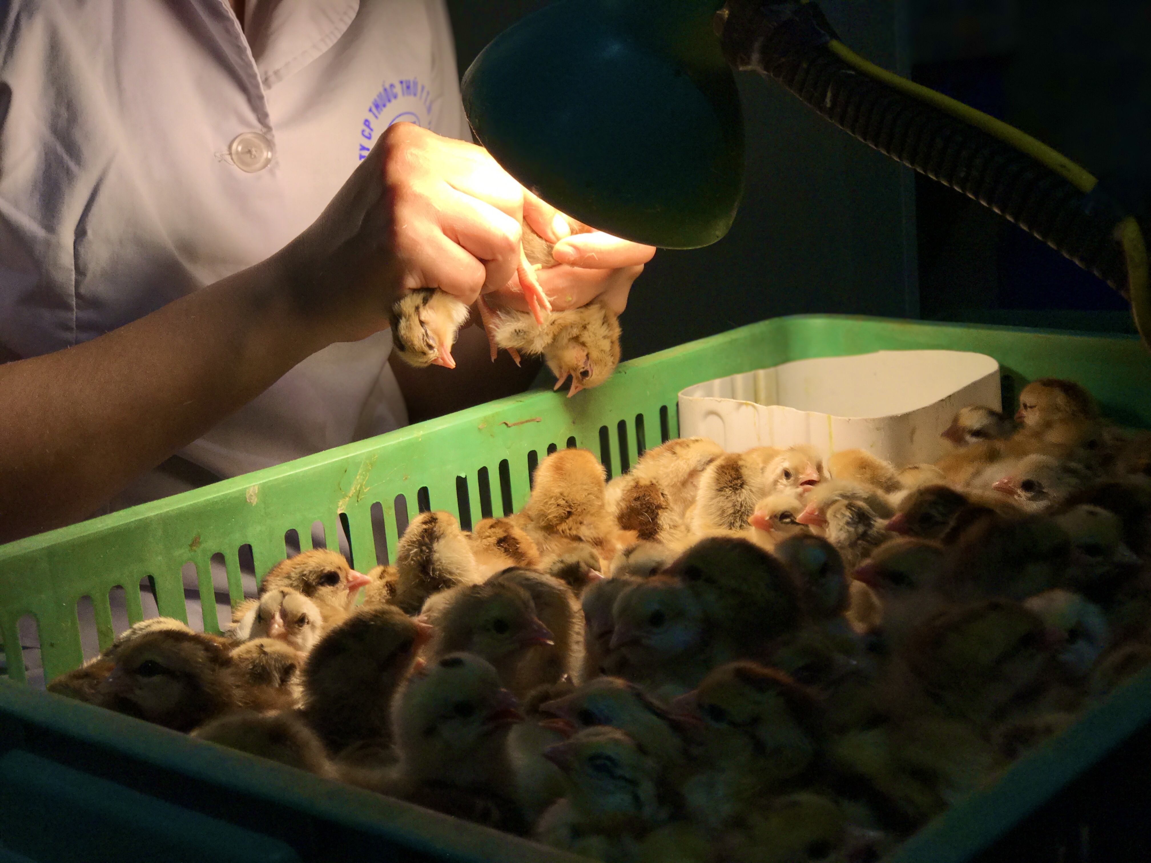 soi lỗ huyệt gà ảnh 3 soi lo huyet ga anh 3