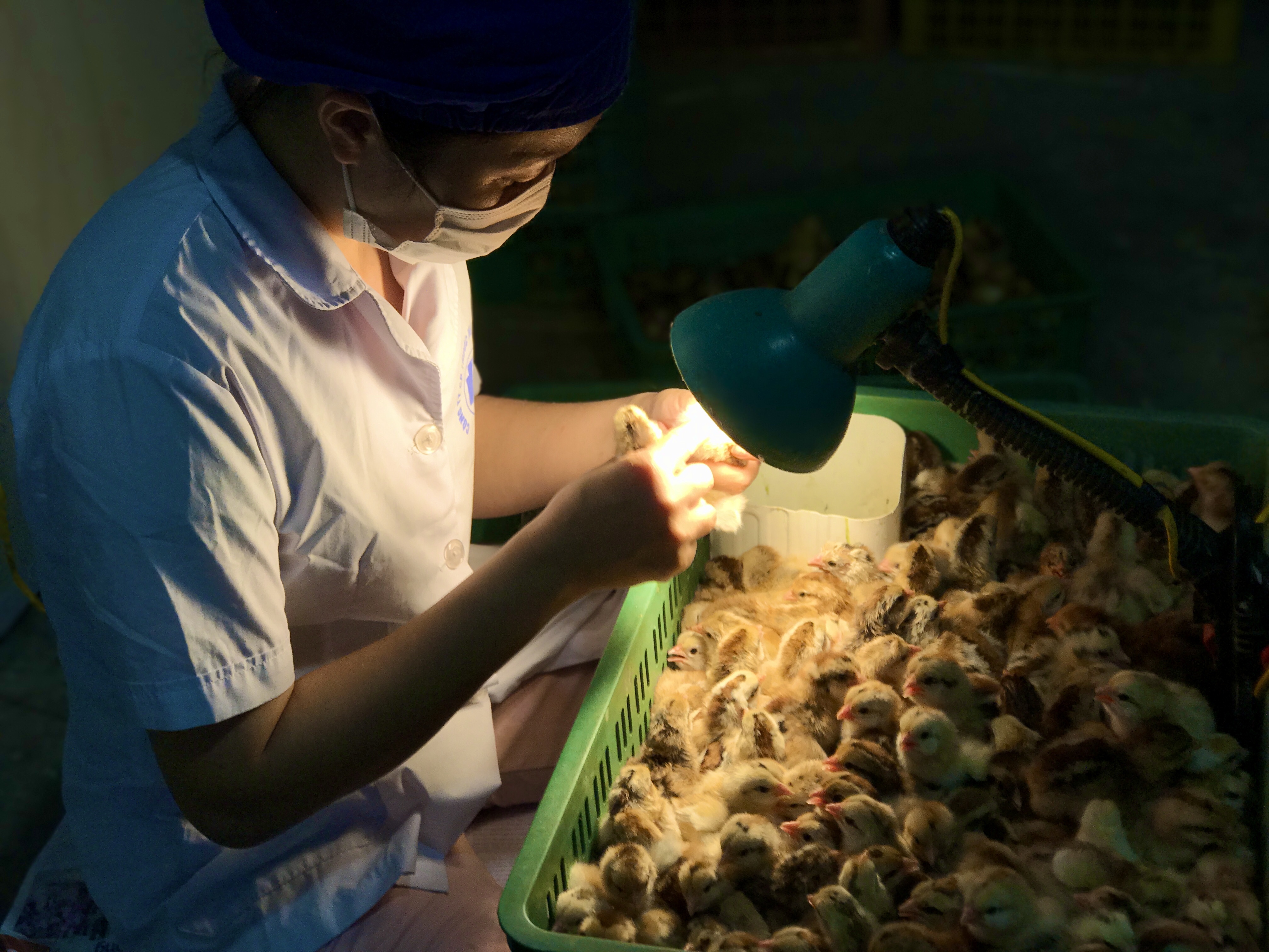 soi lo huyet ga anh 1