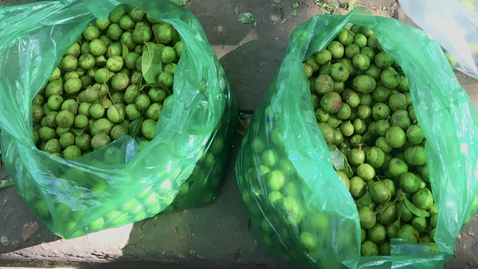 Treo hai sau tuoi ban via he kiem tien trieu moi ngay hinh anh