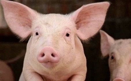 Viet Nam ngung nhap khau lon song tu Thai Lan hinh anh