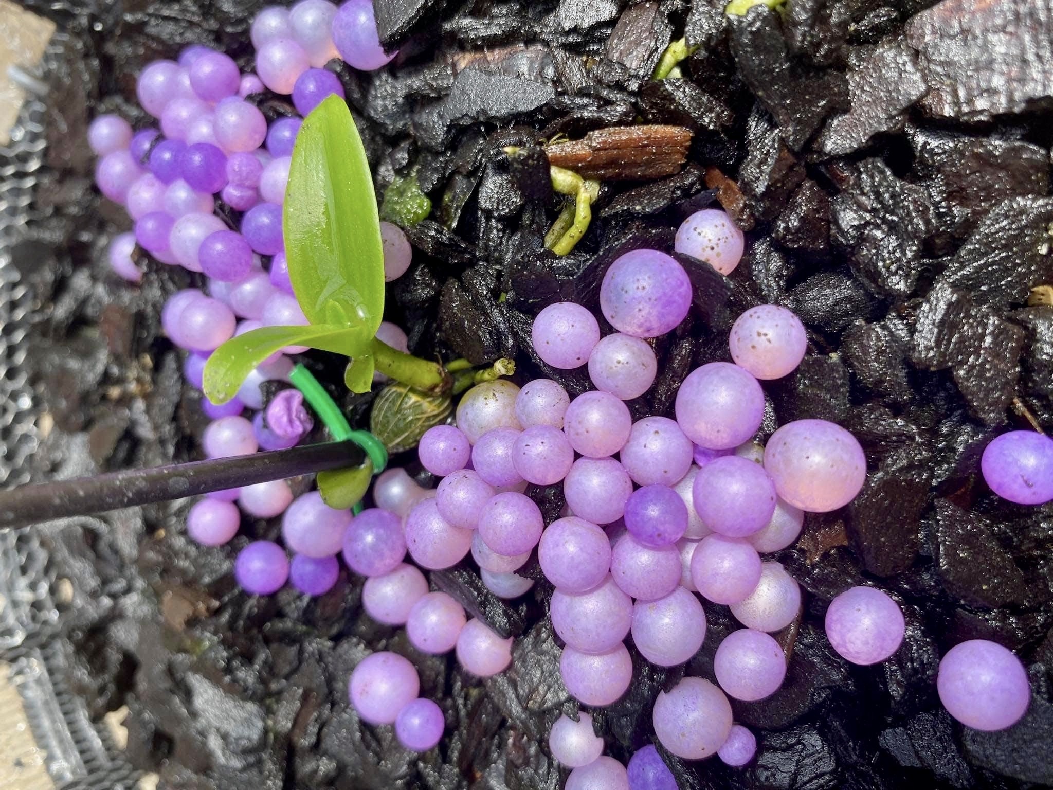 Dai gia chi 15 ty dong mua mot mam lan dot bien hinh anh