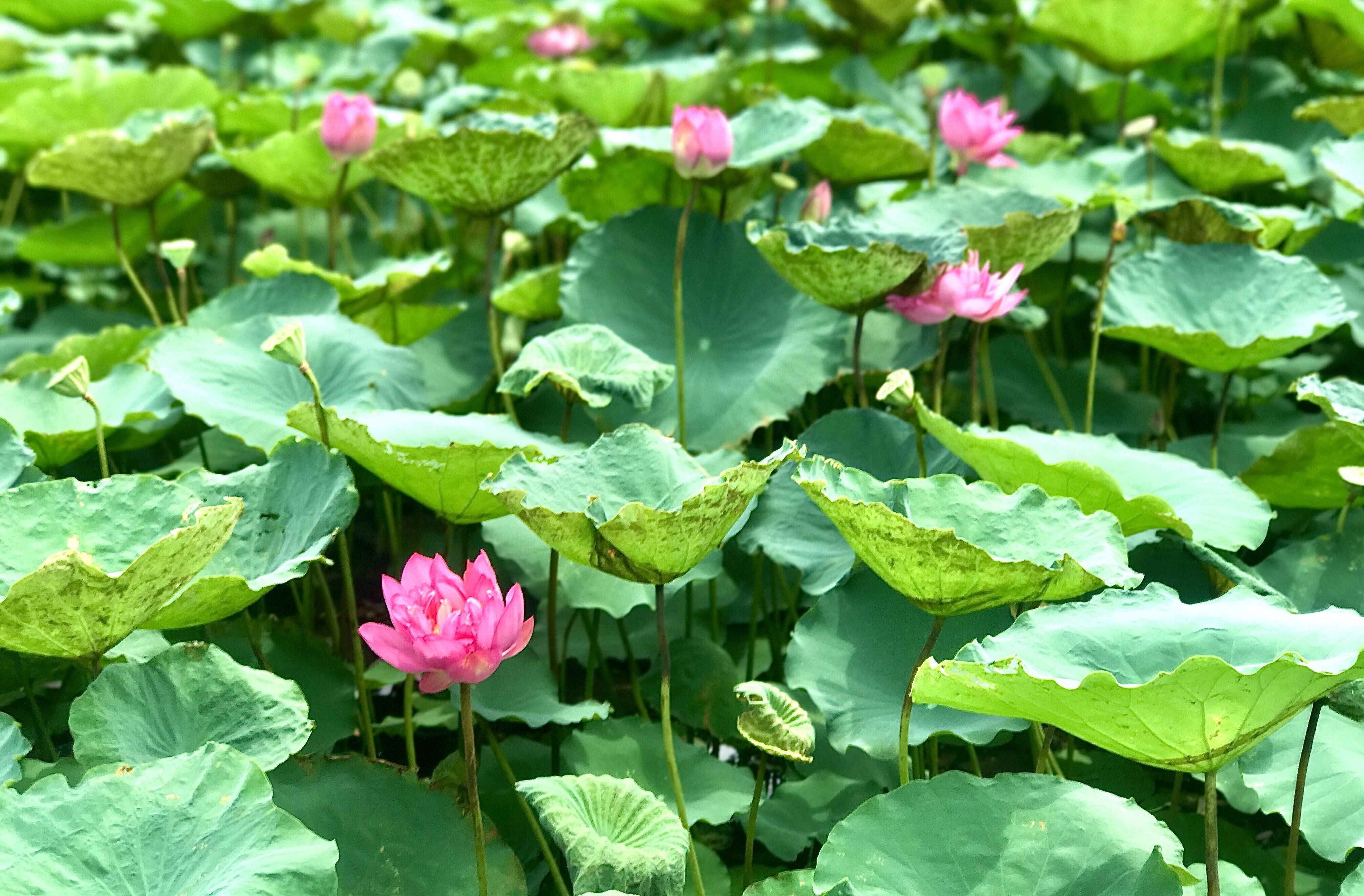 dich vu chup anh sen anh 1